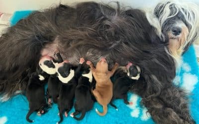 Puppy’s geboren van 12-05-2023