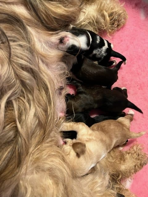 Puppy’s geboren Nora & Spikey